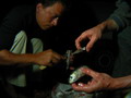 sardines